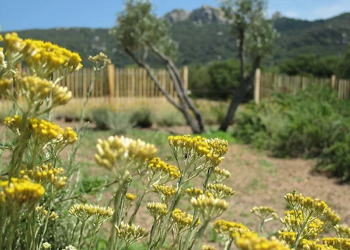 Clos Simoni * Figari (Corsica)